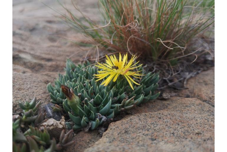 Bergeranthus nanus&nbsp;7164