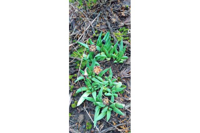 Leighton's bergeranthus