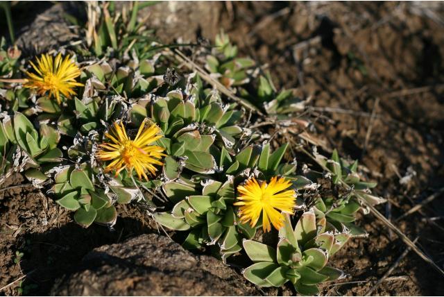 Witgerande bergeranthus