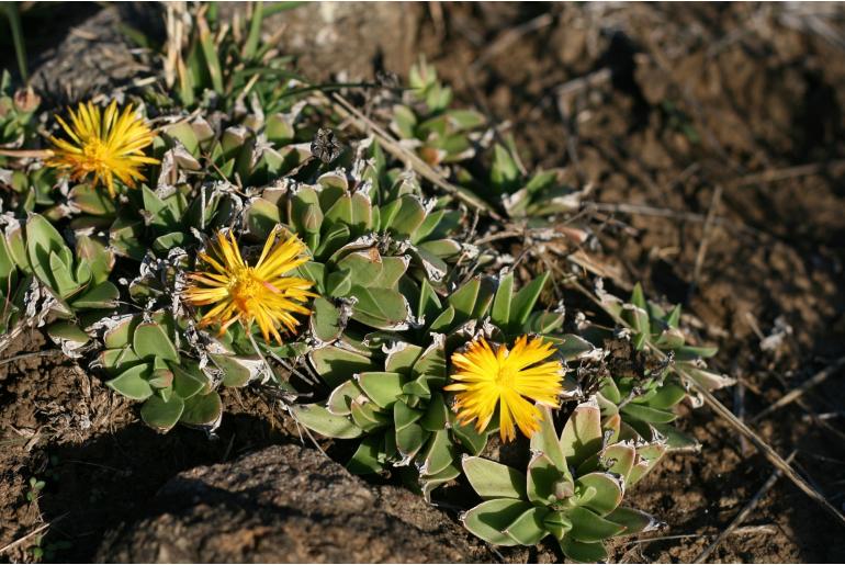 Bergeranthus albomarginatus&nbsp;7167