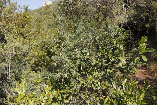 Galpin's crotalaria