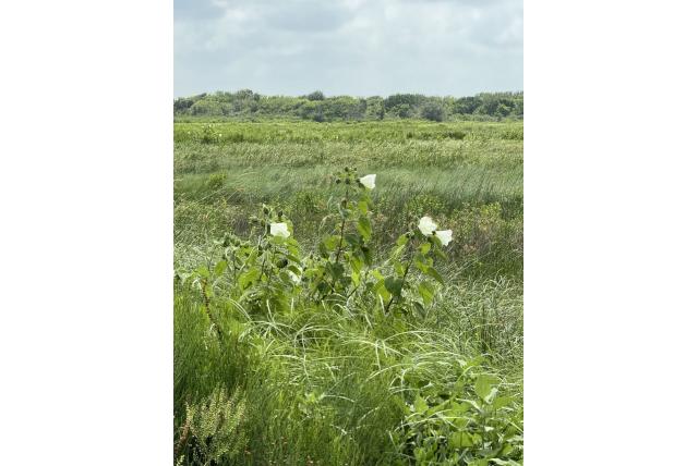 Wollige hibiscus