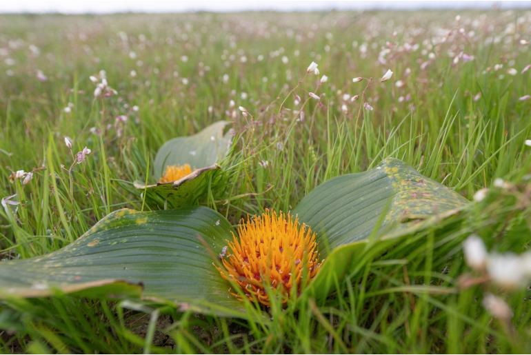Daubenya capensis&nbsp;7173