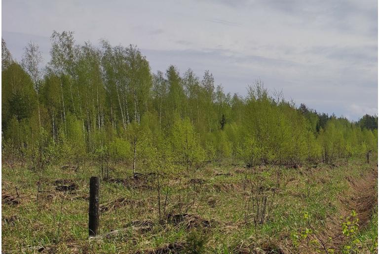 Betula pubescens -7179