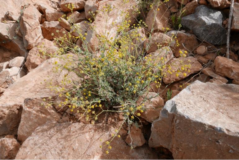 Bupleurum dumosum -7182