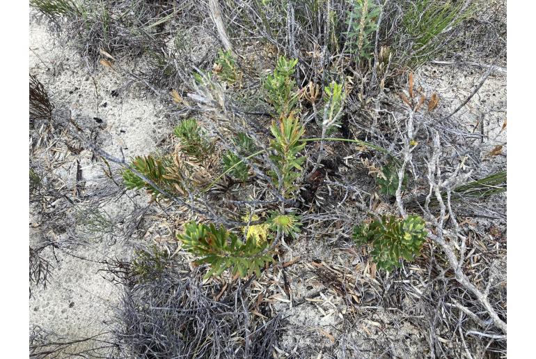 Banksia tridentata -7187