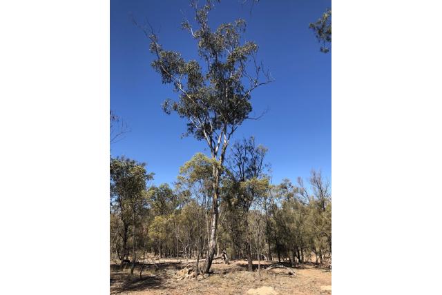 Klein-fruit Eucalyptus Klein-fruit Eucalyptus