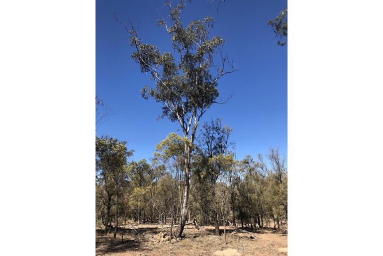 Eucalyptus woollsiana 7189