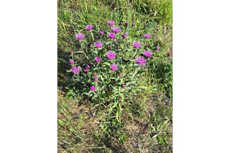 Centaurea jacea 7212