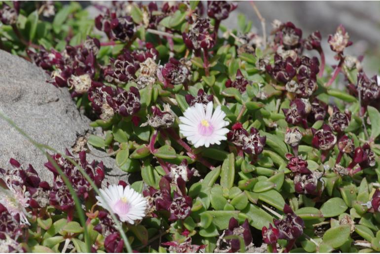 Delosperma katbergense&nbsp;7221
