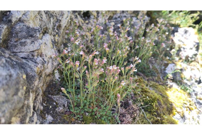 Chaenorhinum origanifolium 7222