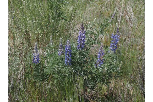 Zijden lupine Zijden lupine