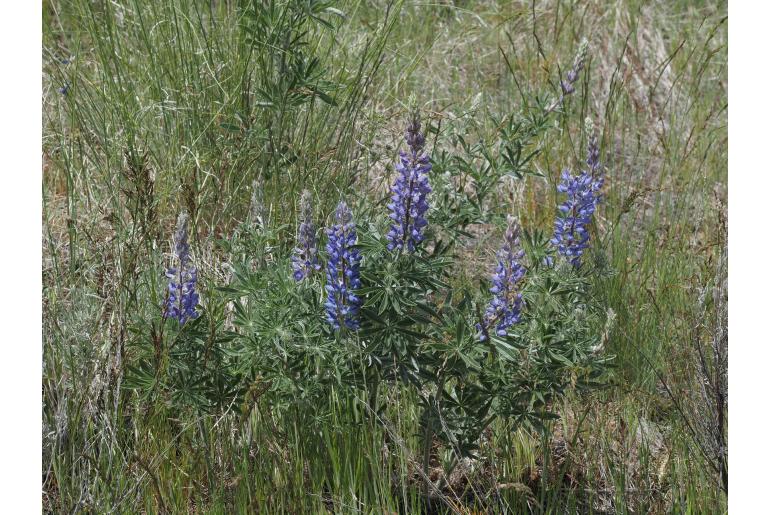 Lupinus sericeus 7229