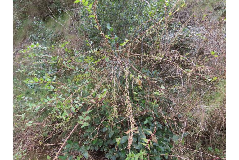 Coriaria myrtifolia -7238