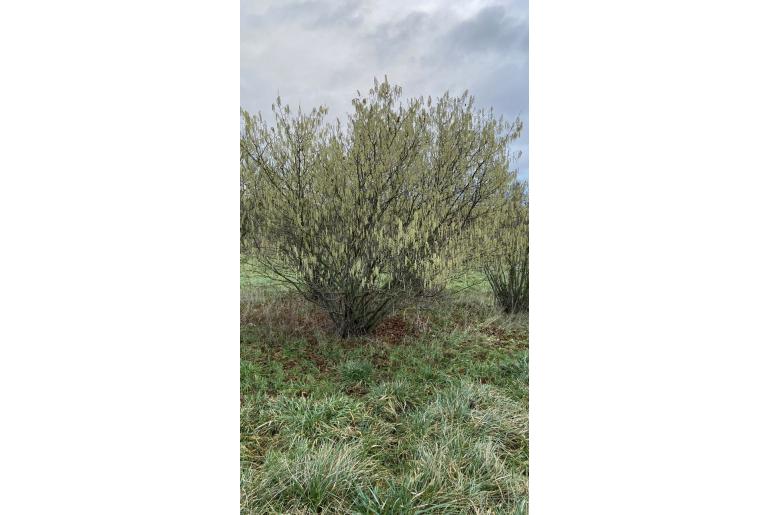 Corylus avellana -7240