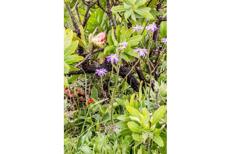 Felicia quinquenervia&nbsp;7248