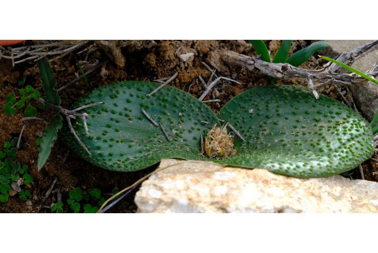 Massonia gypsicola 7252