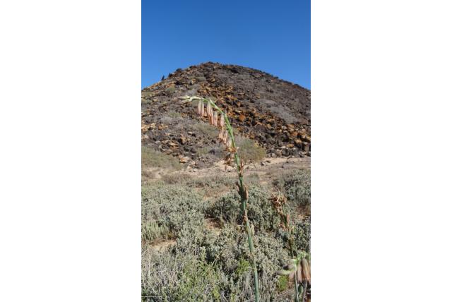 Bruin klokje Bruin klokje