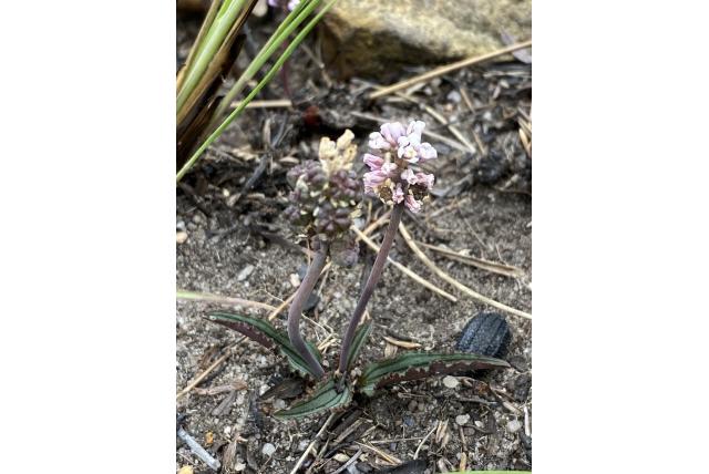 Davidson's drimiopsis