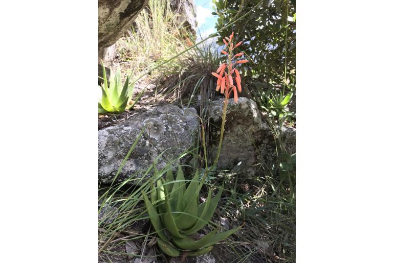 Aloe manandonae -7262