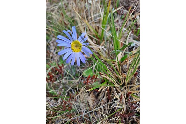 Felicia rosulata&nbsp;7265