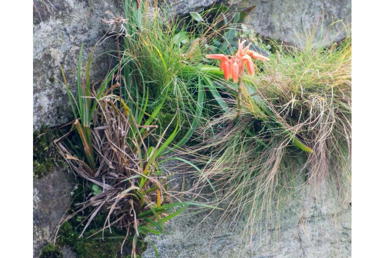 Aloe nubigena -7266