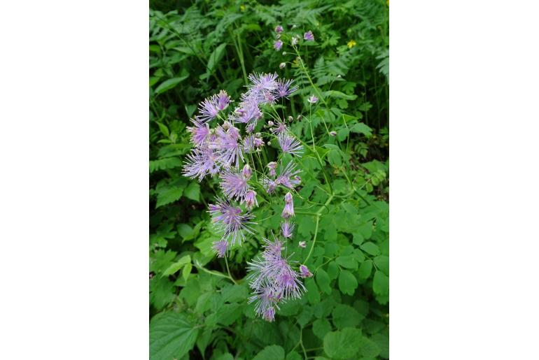 Thalictrum aquilegiifolium 7281