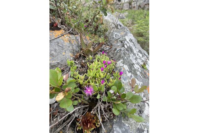 Van de Merwe's ijsbloem