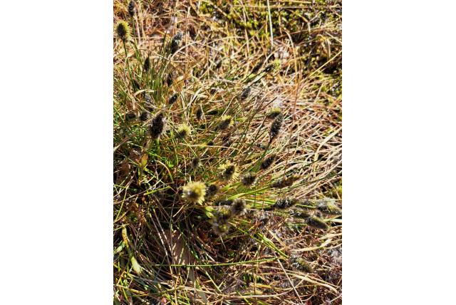 Eenarig wollegras Eenarig wollegras