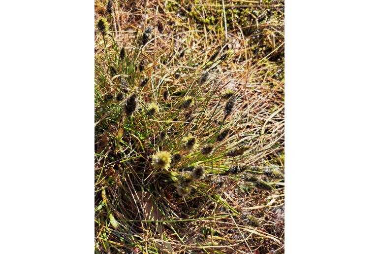 Eriophorum vaginatum 7283