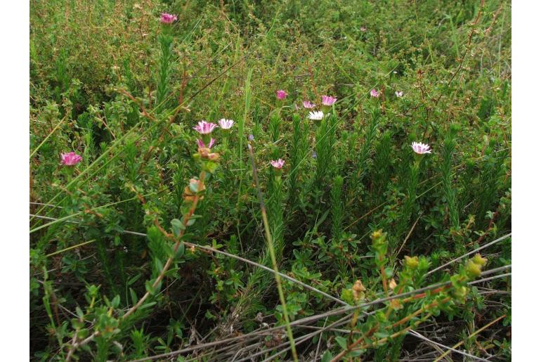 Felicia westiae&nbsp;7297