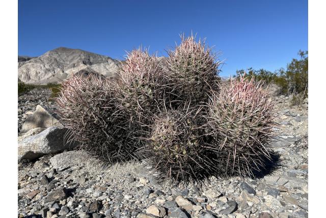 Veelkoppige toncactus
