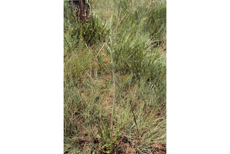 Aloe jeppeae&nbsp;7308