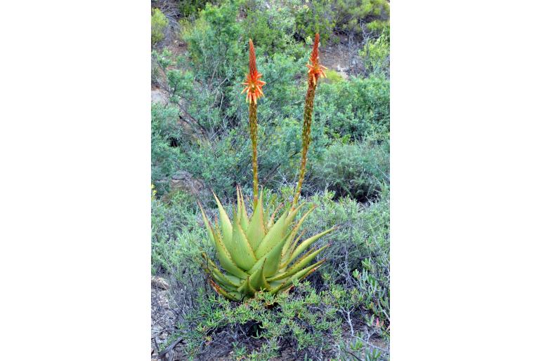 Aloe kamnelii&nbsp;7310