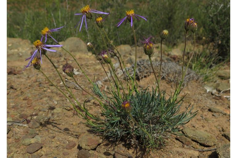 Felicia zeyheri&nbsp;7310