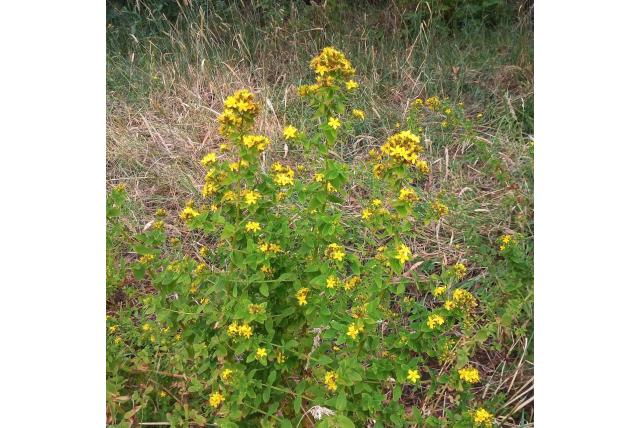 Gevleugeld hertshooi