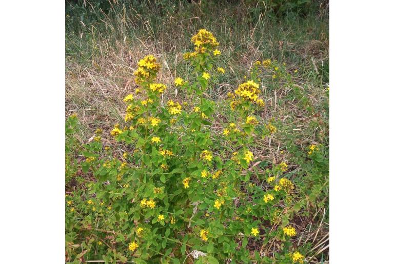 Hypericum tetrapterum 7313