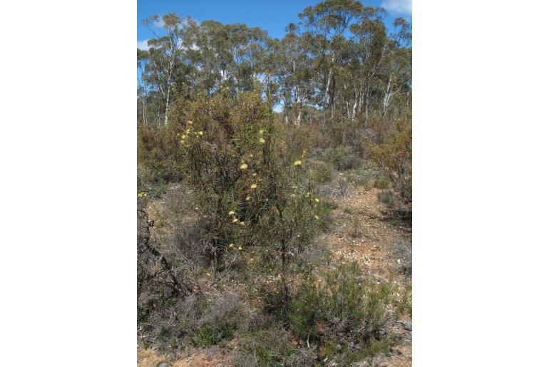 Banksia strictifolia -7320