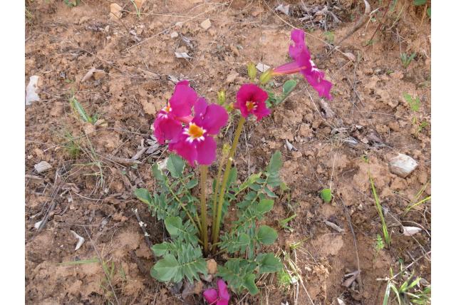 Zhongdian Incarvillea