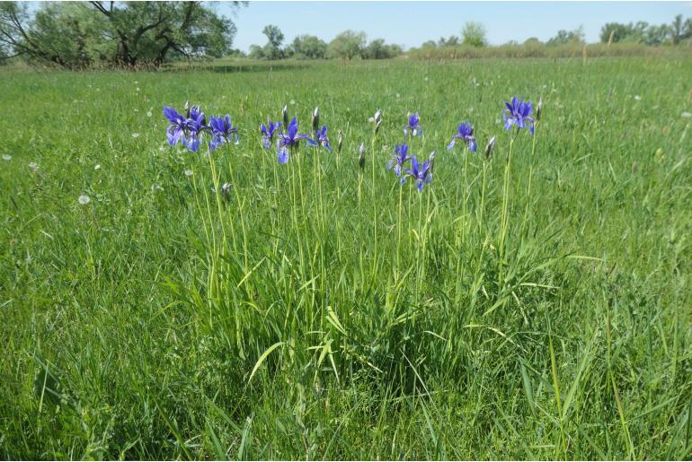 Iris sibirica -7322