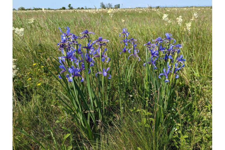 Iris spuria -7323