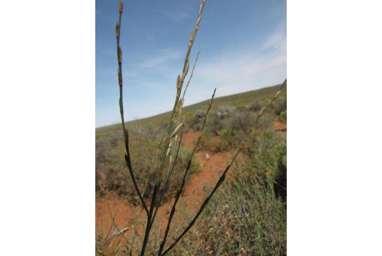 Chlorophytum rangei&nbsp;7325