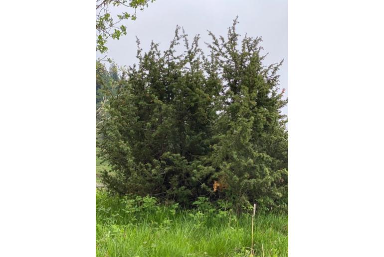 Juniperus communis var communis -7329