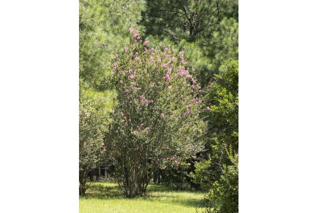 Lagerstroemia