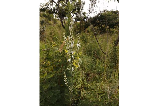 droog land graslelie