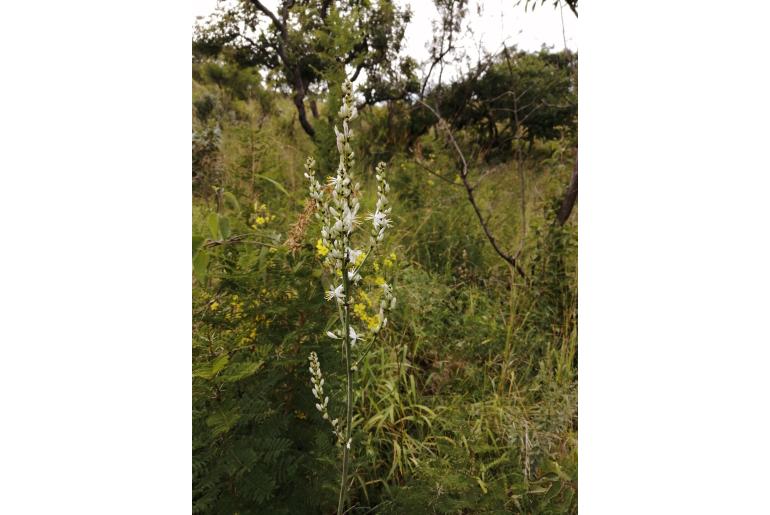 Chlorophytum aridum&nbsp;7332