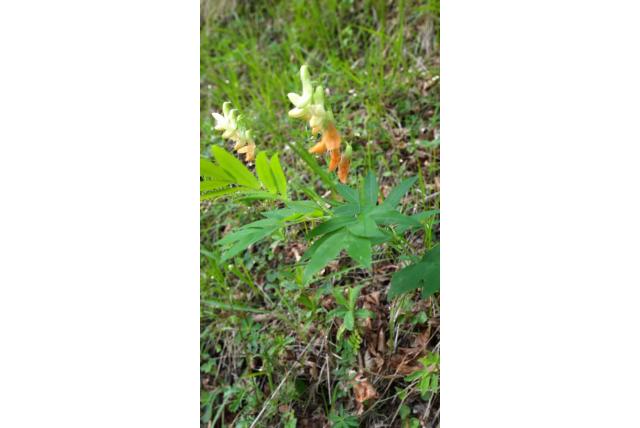 Gladde lathyrus