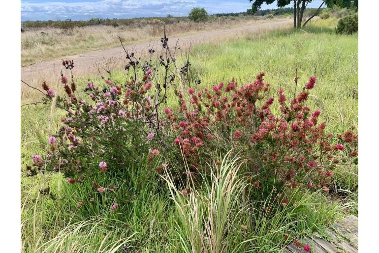 Erica verticillata -7336