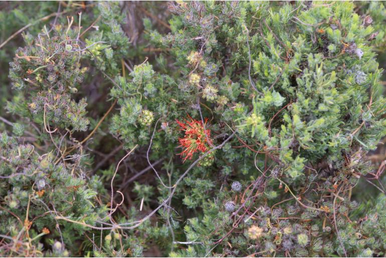 Melaleuca macrostemon -7343