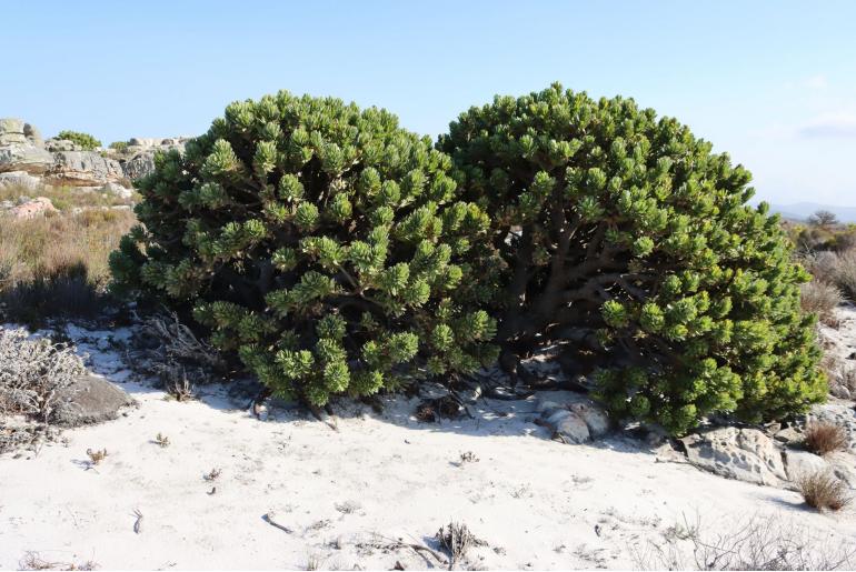 Mimetes fimbriifolius 7349